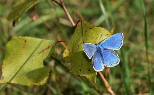 Polyommatus bellargus